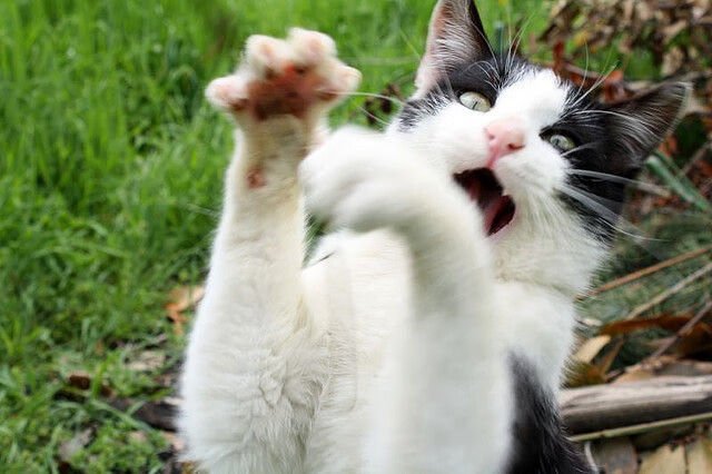 上海队震惊篮坛!布克压哨绝杀掀翻纽约尼克斯