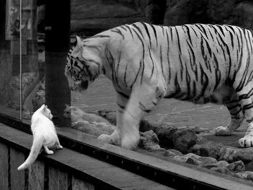 巴黎心跳，东方利刃刺破逆境的至暗时刻