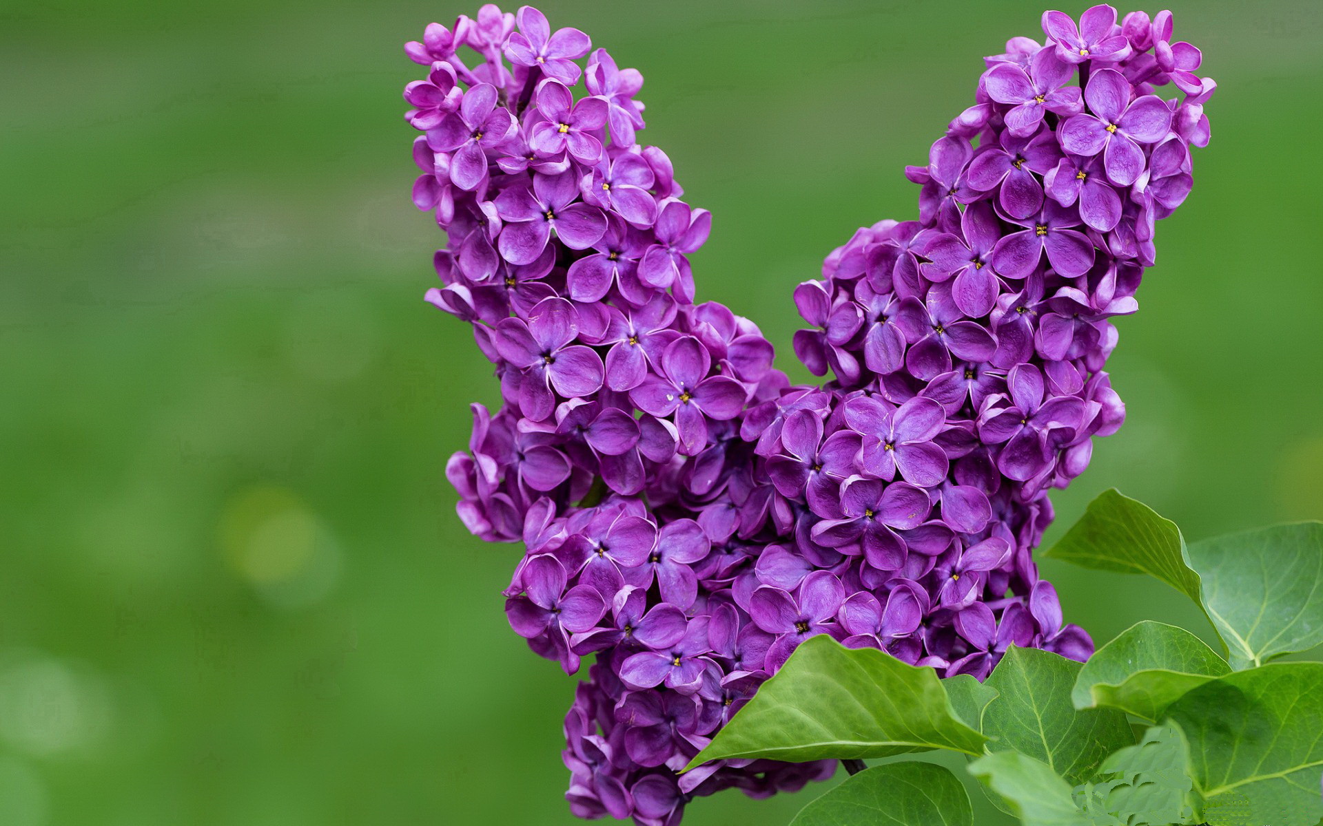 异乡武士，许昕单骑救主，日本俱乐部力克英格兰的背叛与传奇