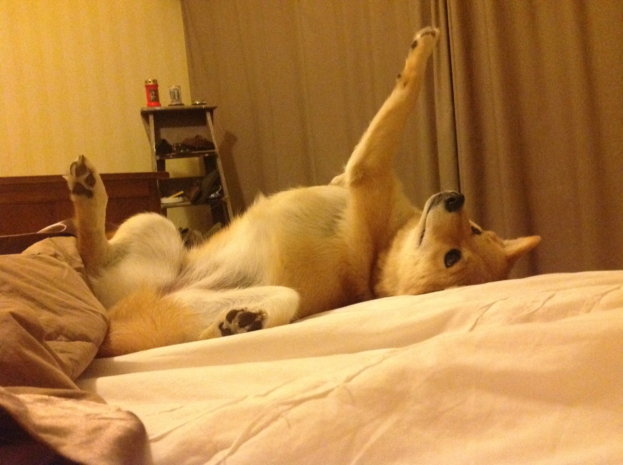 新王立讯，文班亚马一剑封喉，老鹰振翅终结灰熊狂奔