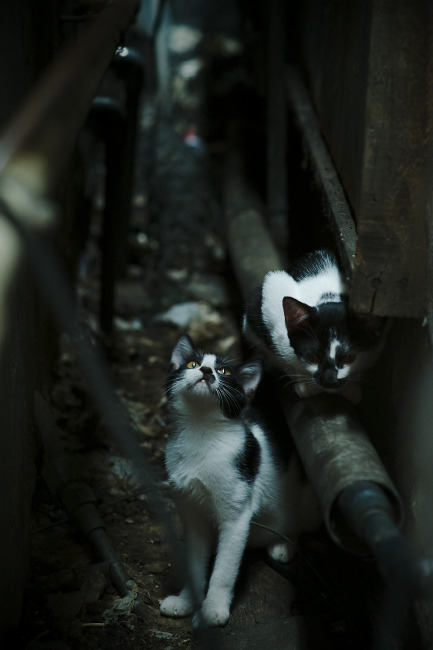 压哨绝杀与接管时刻，两种伟大，同一种篮球语言