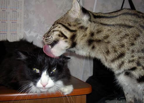 封锁、火光、破晓，加维的转身与尼斯的欧洲蓝