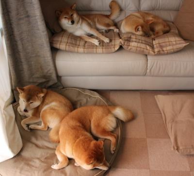 伊布天神下凡!比利时神锋一击制胜,皇家社会悬念早失