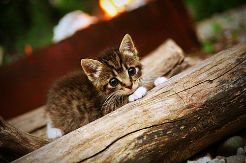 武切维奇降维打击？新疆战雷霆，他用一场比赛重新定义亚洲篮球天花板