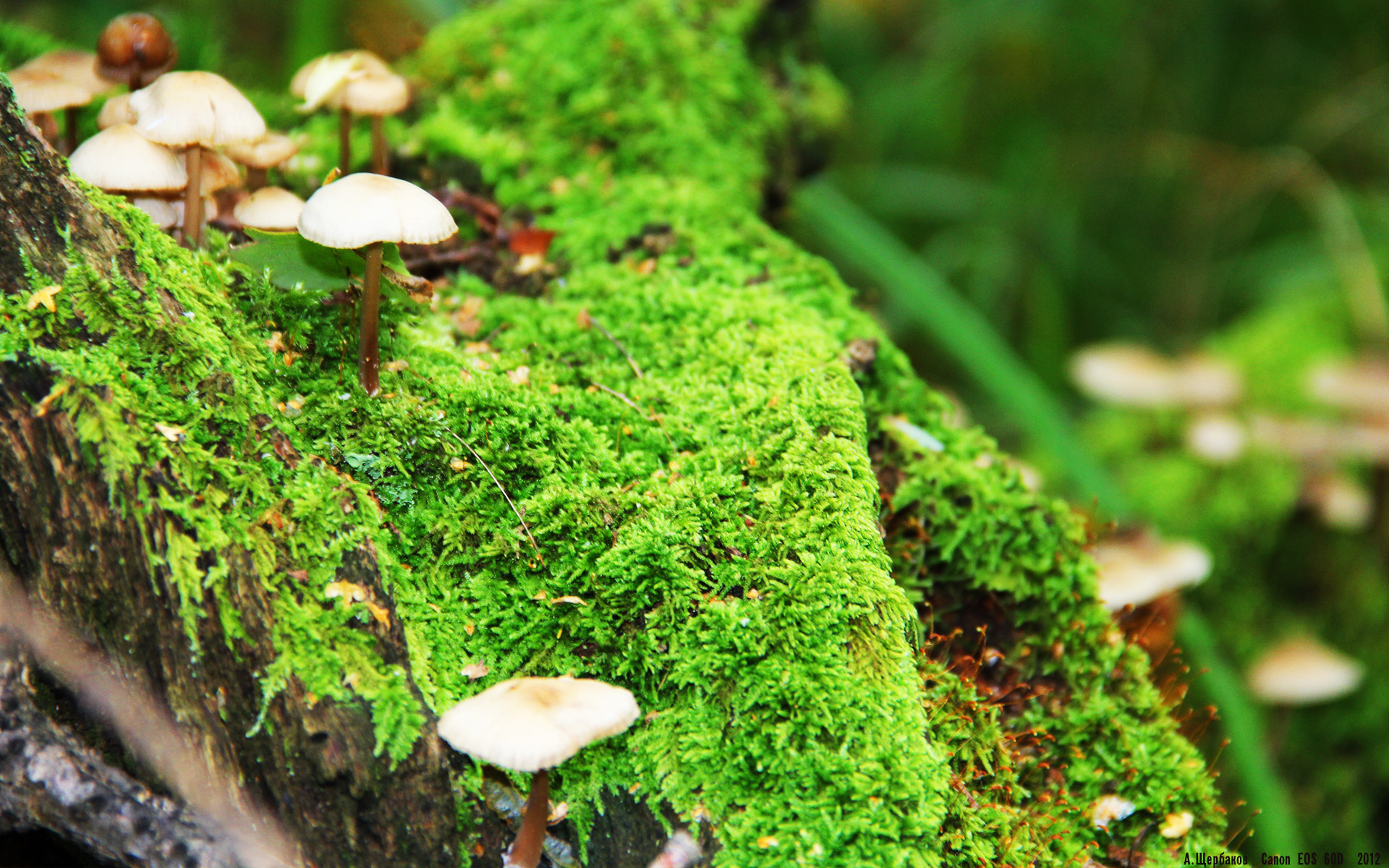 北境蓝黄，终结太极虎，三笘薰的美加墨加冕之战