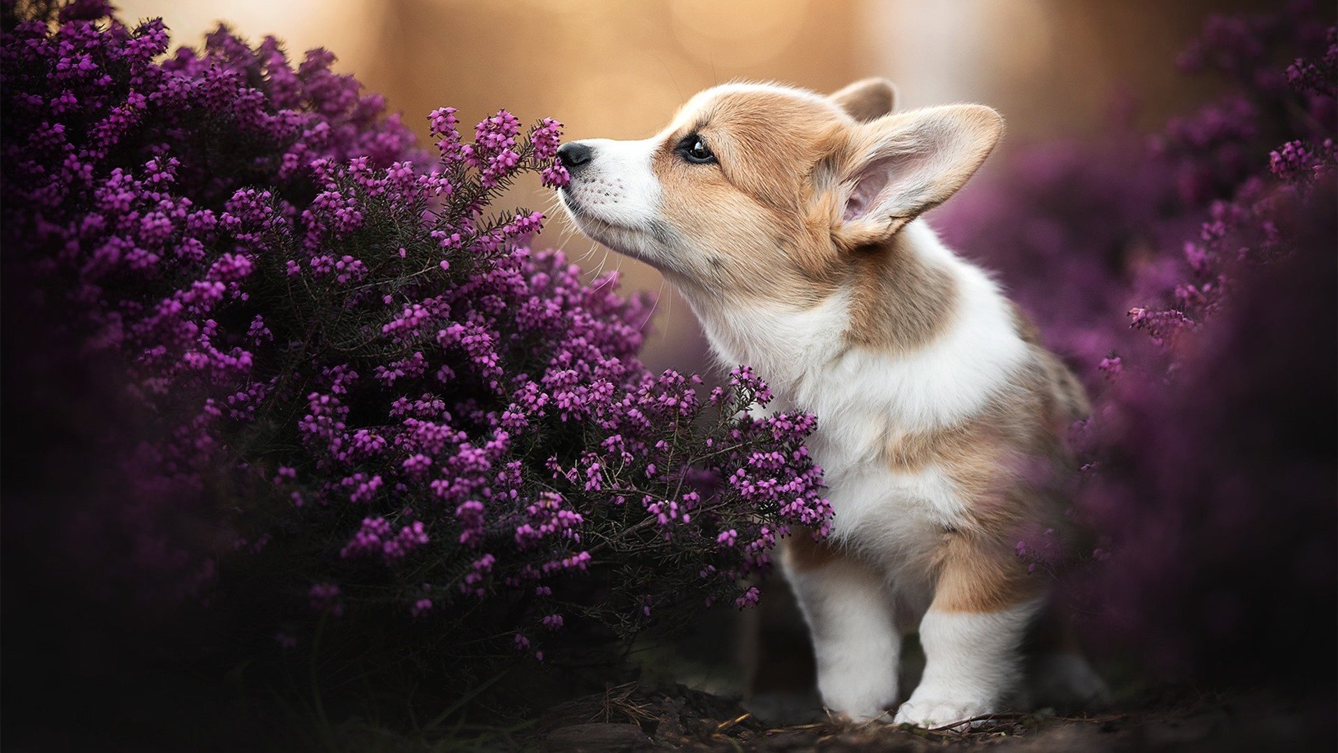 欧冠淘汰赛之夜,莫兰特用实力书写篮球传奇