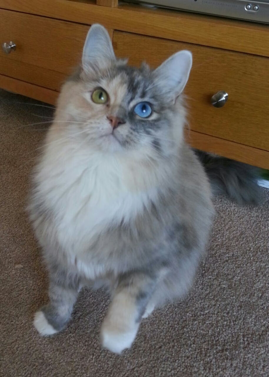 黎明前的暮光，班凯罗的47分如何让詹姆斯提前离场