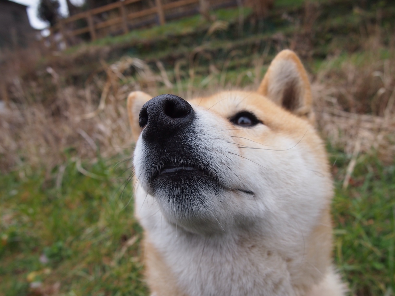 双线制霸，墨西哥足球碾压巴拉圭，阿劳霍F1争冠接管赛场