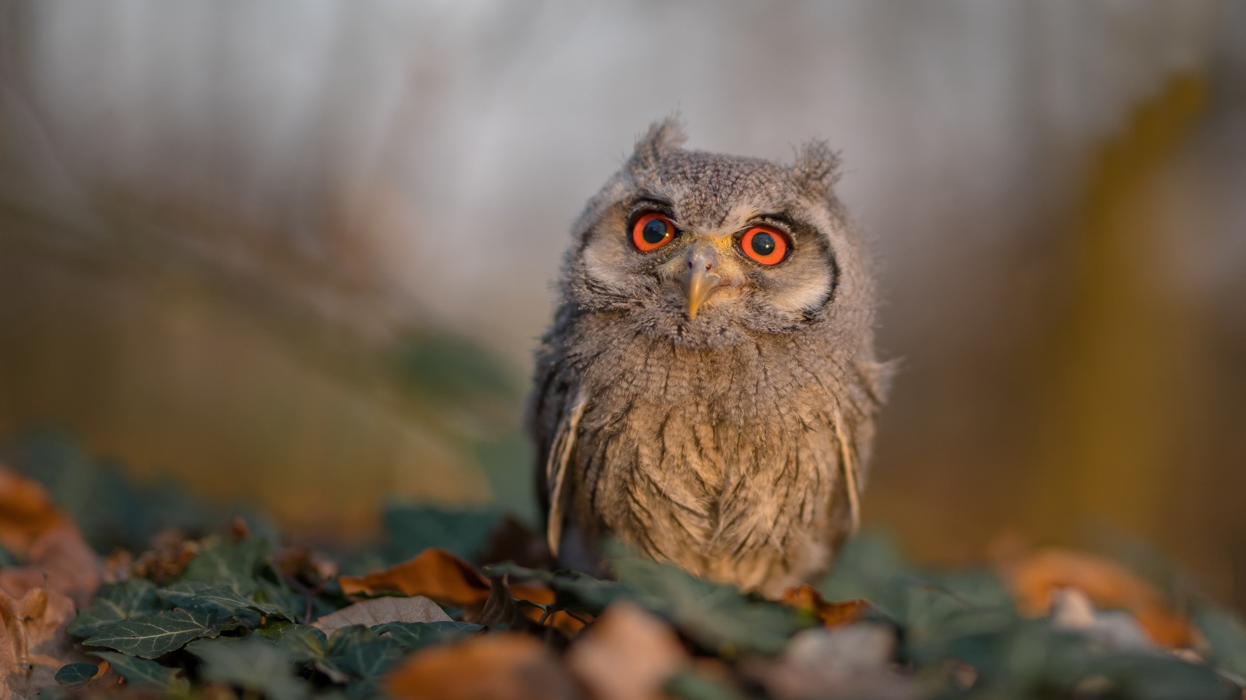 掌控的双面,曼城的洪流与莫德里奇的溪流—论现代足球的不可解