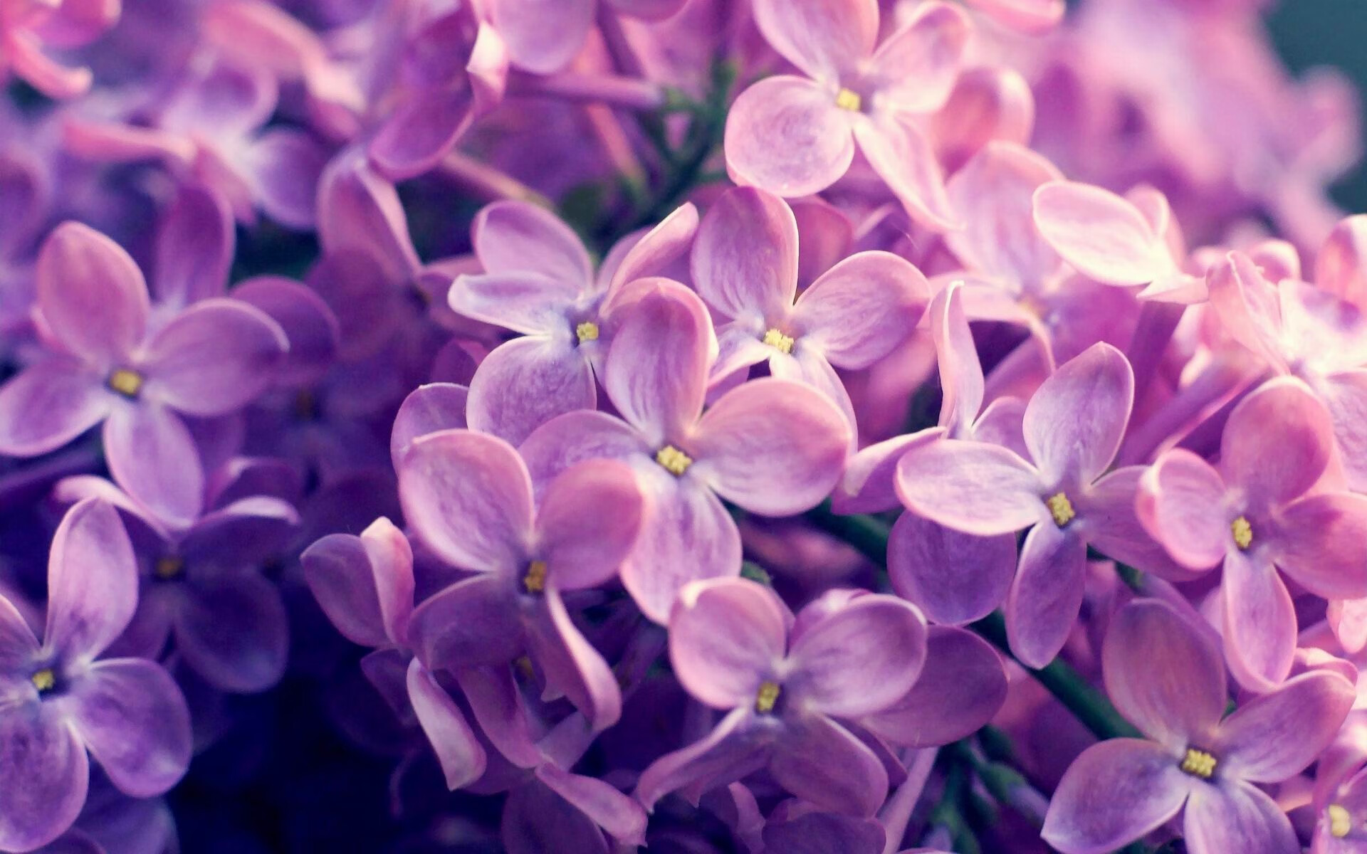 死神降临，猛龙末节一波流让公牛见识北境无情