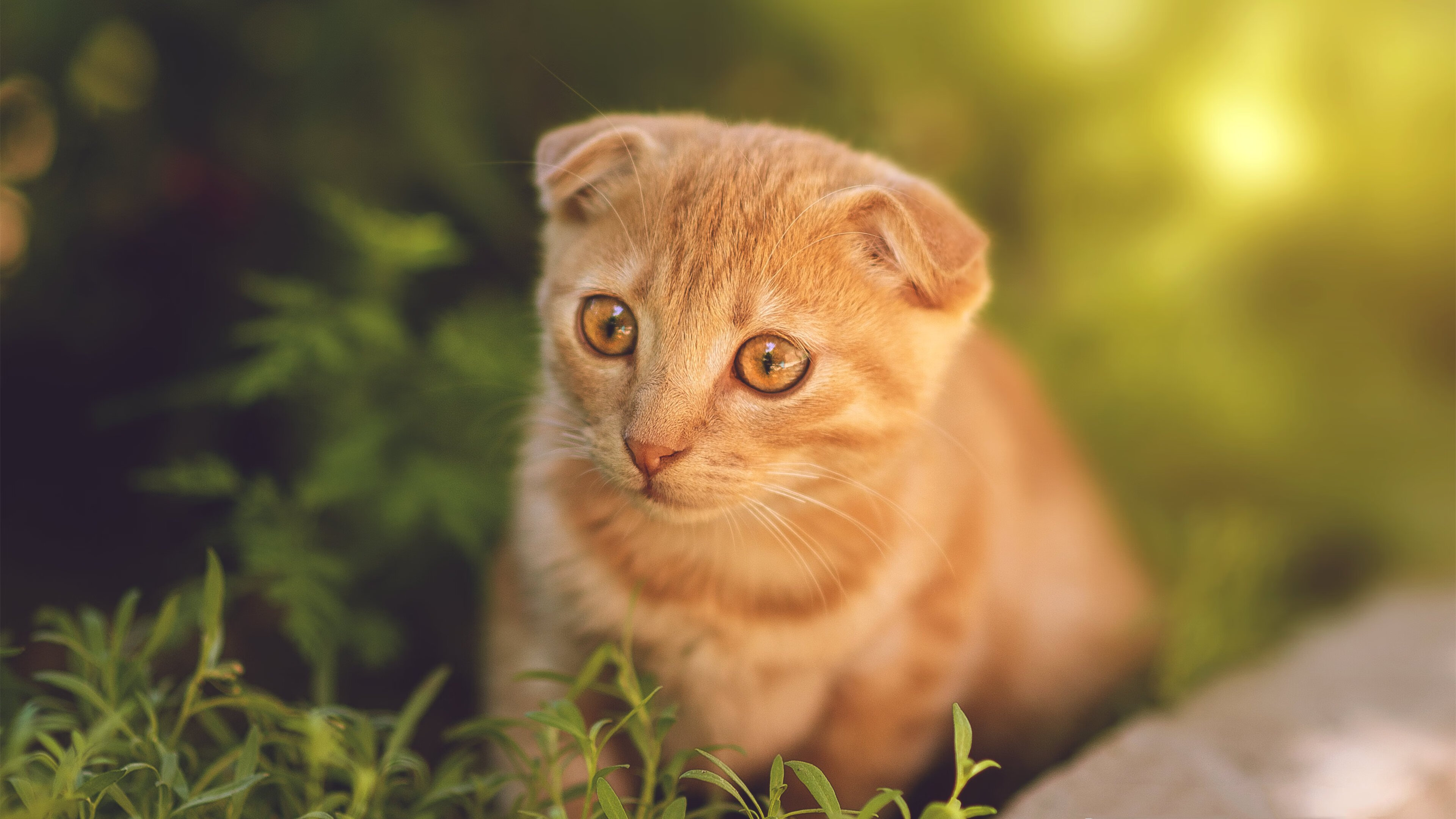 双面镜,莫兰特的孤星闪耀与浙江队的冰封爆冷