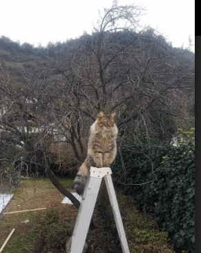 孤悬海外的城堡，米切尔的攻防转换核心与骑士的宿命