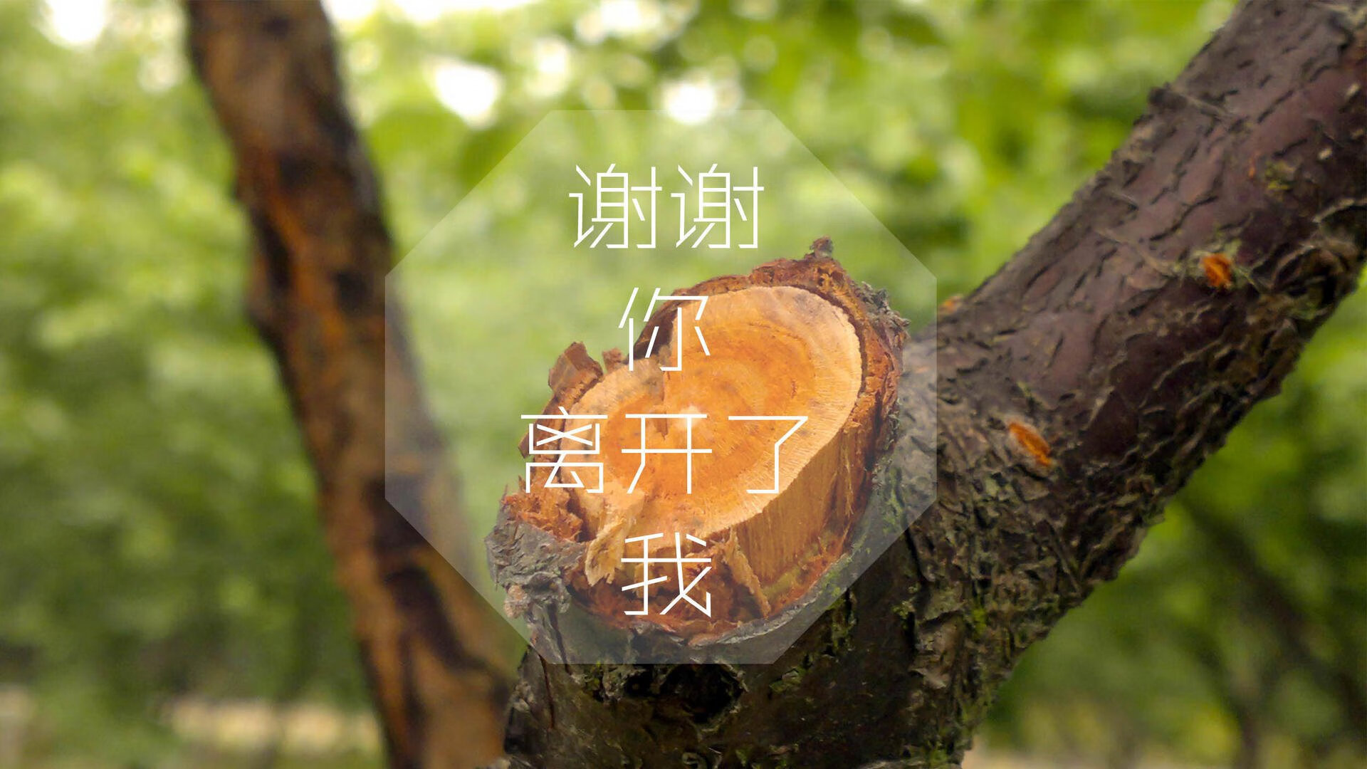 当雄狮撕裂战车,2026世界杯C组那场被门将神迹改写的不可能奇迹
